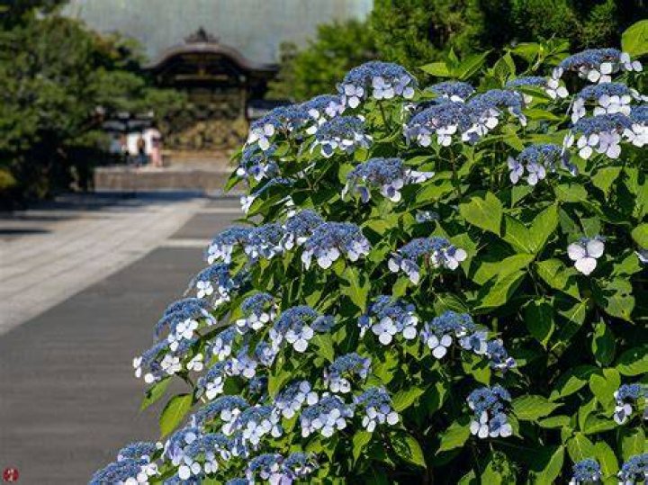 アジサイの植え替え時期はいつ？失敗しない準備と作業のコツ